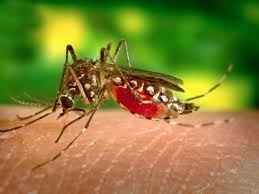 Januari Sampai Agustus 2016 Kasus DBD di Meranti meningkat